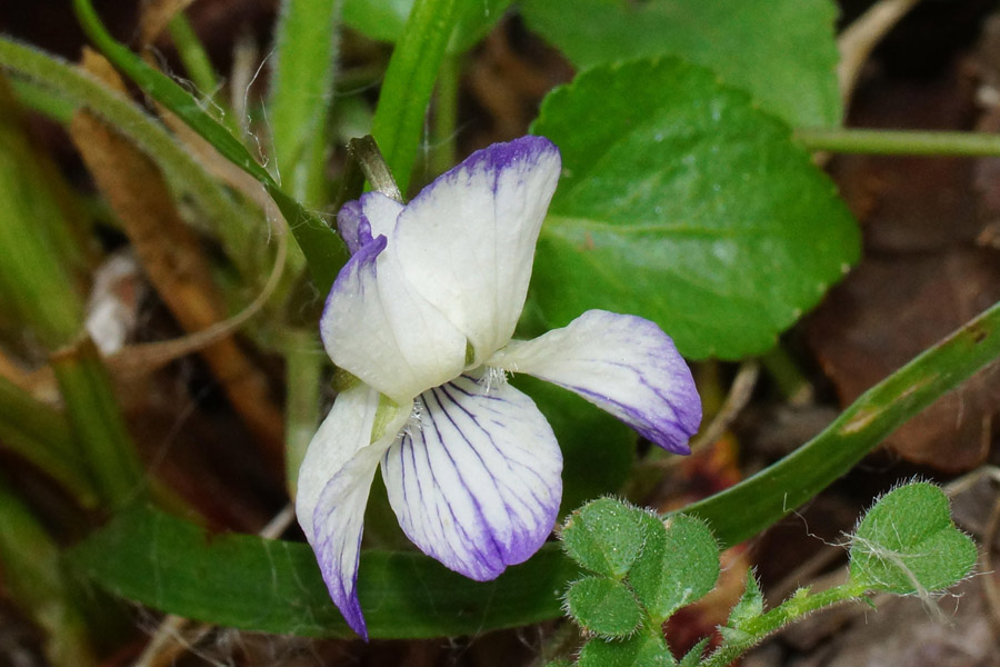 Viola alba ssp. dehnhardtii var. bianca?